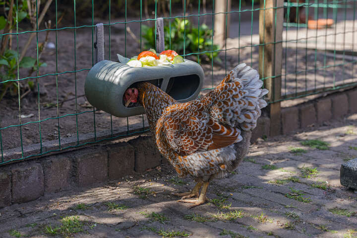 beeztees Hühner Feeder